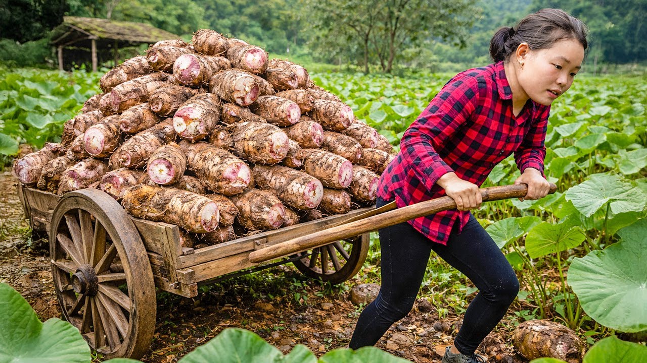 How to Harvest Giant Wild Taro to Sell at the Market - Peaceful Life in the Rural | Trieu Mai Huong