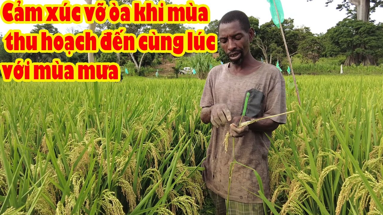 Ruộng lúa chín vàng đón những cơn mưa đầu tiên || Tony Phong cuộc sống Châu Phi