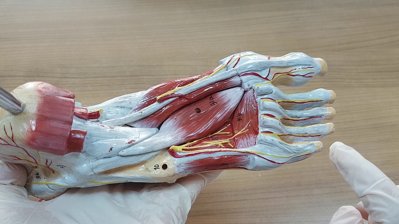 Ayak Kasları (Musculi Pedis)
