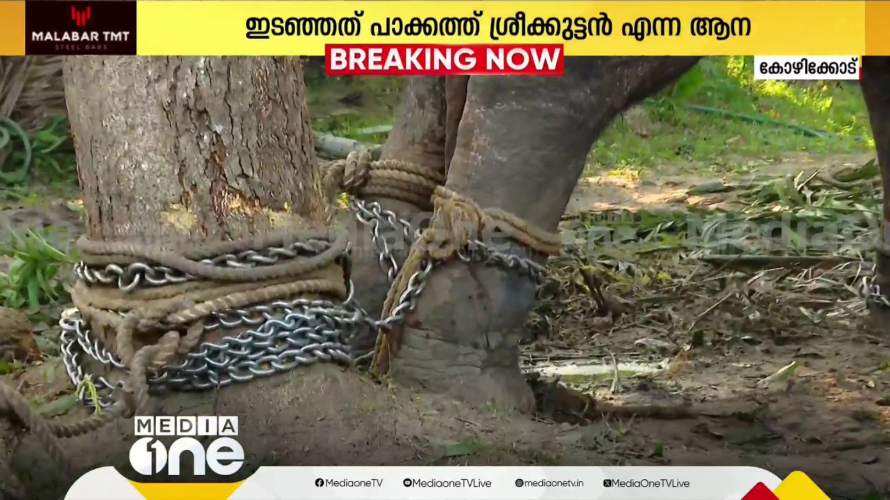 'അഞ്ച് മിനിട്ട് പാപ്പാന്മാർ പിടിച്ചുനിന്നു, പിന്നെ പിടിവിട്ടു, മൂന്നാല് മണിക്കൂർ ആന പരാക്രമം നടത്തി'