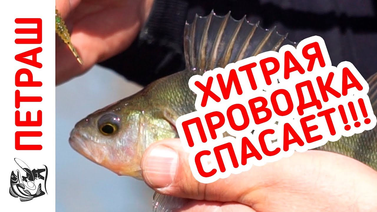 Рыбалка! На эту ПРОВОДКУ поймал МНОГО окуня! Микроджиг для новичка