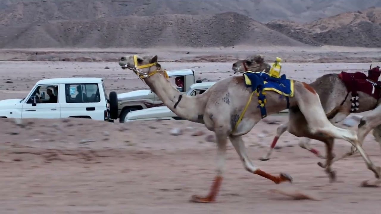 لقطات ماكس الاشواط #اكسبلور تصوير وتصميم ابومشاري العمراني #اكسبلور #شيلات #اكسبلور #الشعرالشعبي 