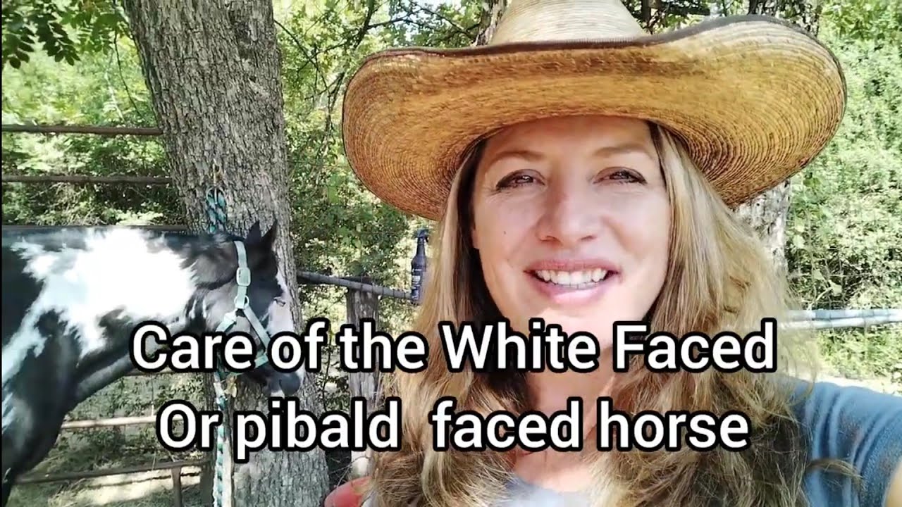 5 Tips to Care for for a White Faced horse