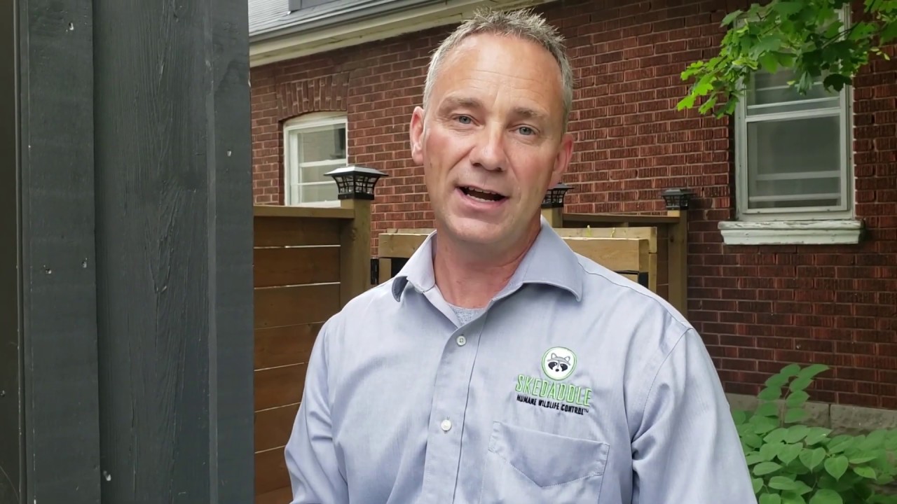 About Skedaddle Pest Control Services