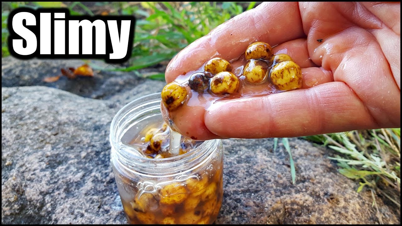 Have I Found a MAGIC Carp Bait? (Fall Carp Fishing)