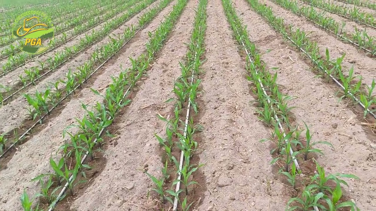Siembra de maíz variedad Atl.