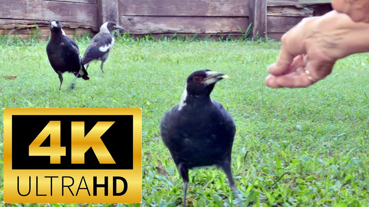 The ABSOLUTE BEST Way to Train a Young Magpie