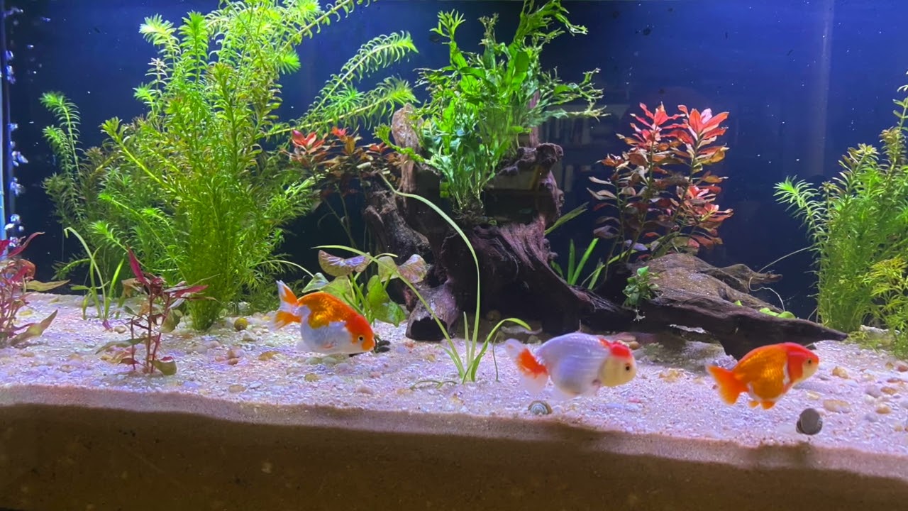 Использую Plenum уже 2,5 года без замены воды.