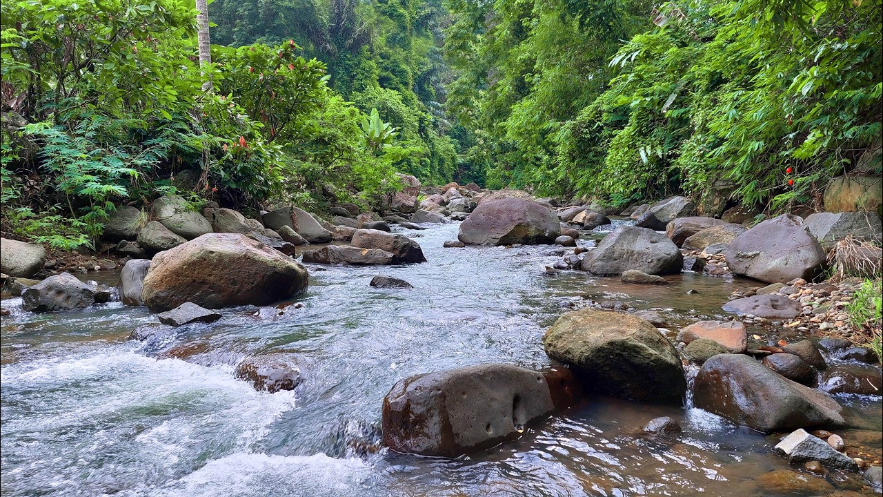 🌿 Relax Deeply Beside a Clear Tropical River with the Natural Sound of Flowing Water