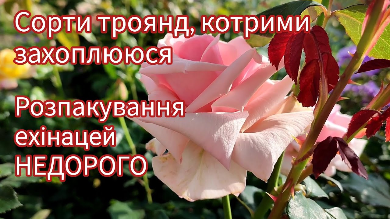 Сорти троянд, котрими захоплююся🌹Розпакування ехінацей👍недорого👍