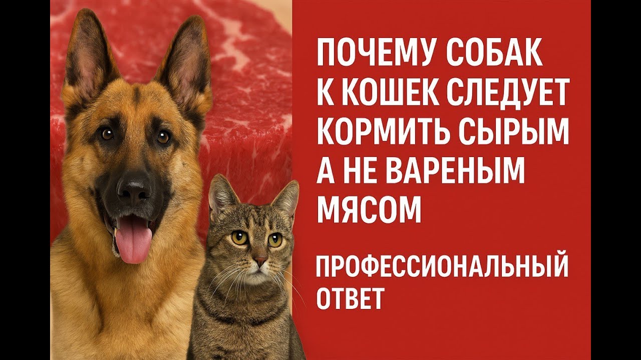 Почему собак и кошек надо кормить сырым, а не вареным мясом. Профессиональный ответ.