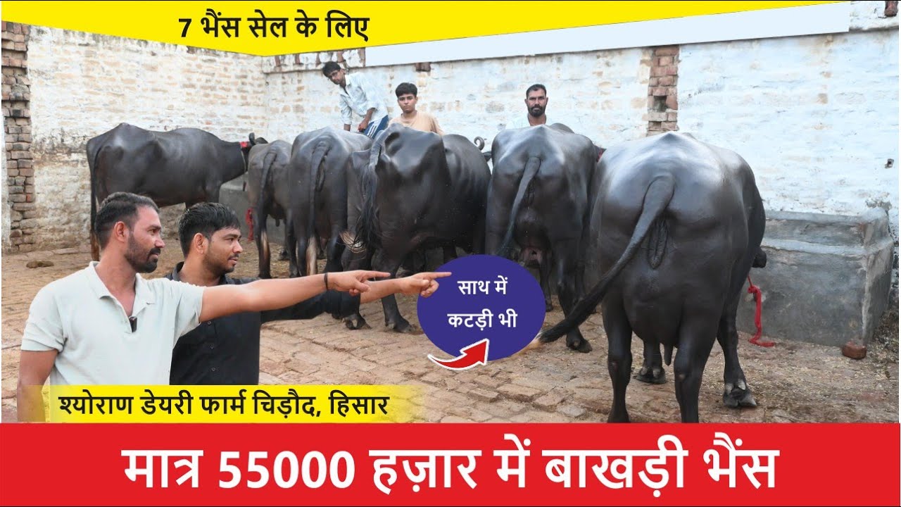 मात्र 55000 हजार में बाखड़ी भैंस साथ में कटड़ी || SHEORAN DAIRY FARM CHIROD, HISAR