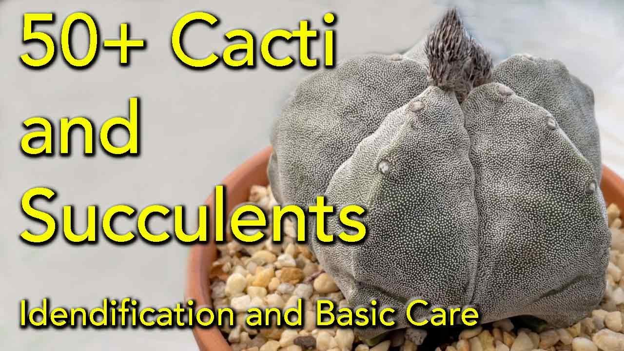 50 Plus Succulent and Cactus Varieties - Identification and Collection