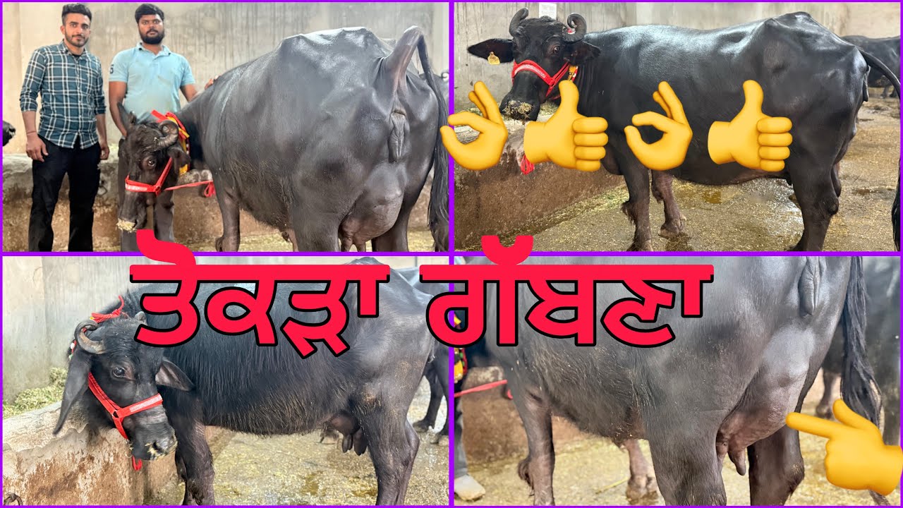 6 ਮਾਰਚ 2026 ਫ਼ੋਨ 8427407053👈 ਮਾਣਾ ਡੇਰੀ ਫਾਰਮ ਪਿੰਡ ਭੋਮਾ ਅੰਮ੍ਰਿਤਸਰ ਤੋਕੜ ਗੱਬਣ 🔥🔥👌👌🔥🔥