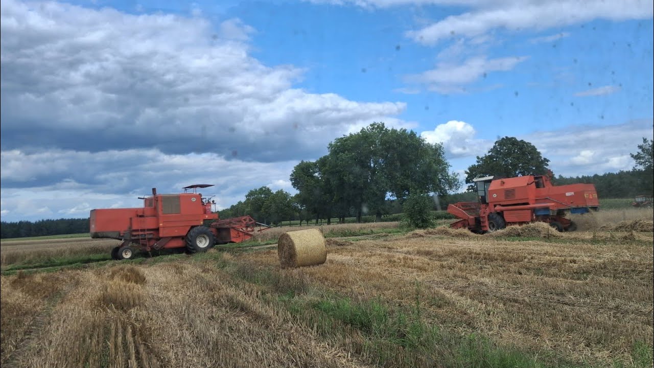 BIZON  SUPER Z056 ws BIZON REKORD Z058 koszenie żyta po sąsiedzku 
