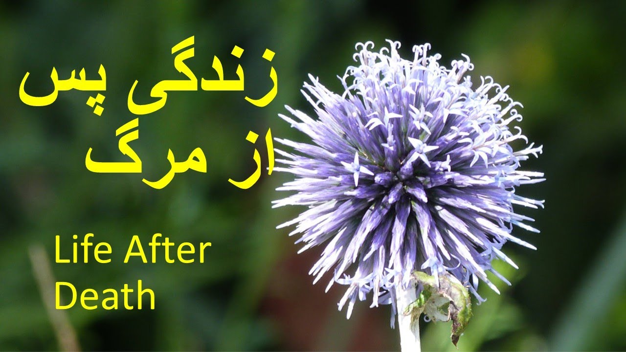 Life After Death   زندگی پس از مرگ