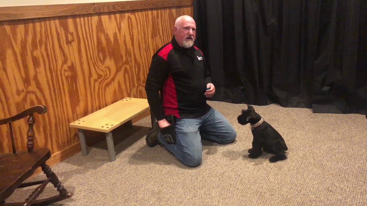 Giant Schnauzer Puppy 