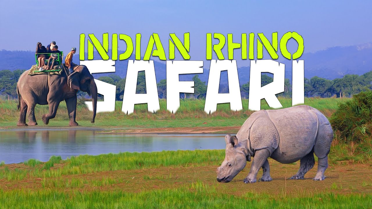 Wild Rhinos Encounter in Kaziranga National Park Safari - 4K Video