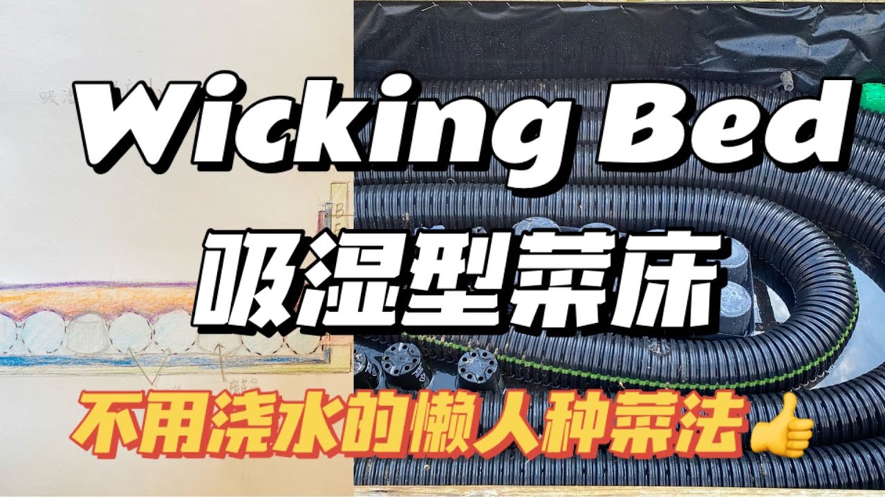 如何建Wicking Bed-吸湿型菜床。一步一步展示，不用浇水，有蓄水功能，节约水，节约肥，省时省力。现代化高颜值菜园必知。你还不知道吗？用了“吸湿型种植法”种菜简单又快乐，懒人种菜法。