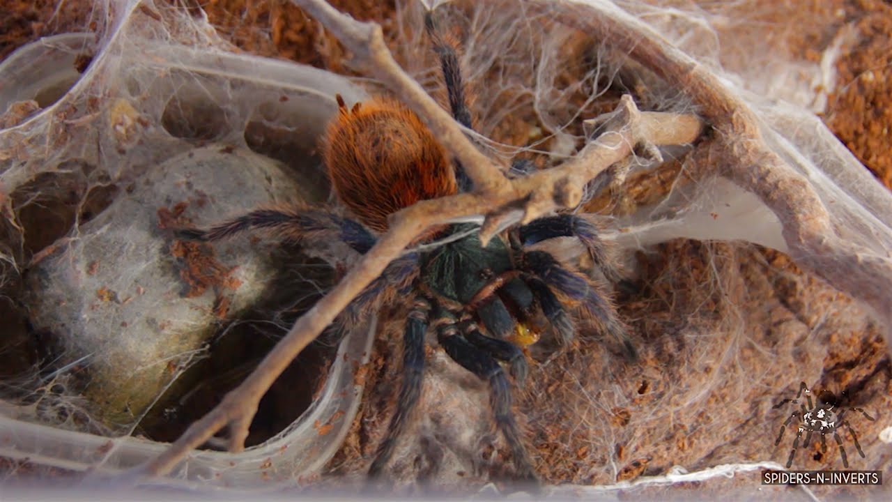 Tarantula Feeding: Chromatopelma cyaneopubescens 