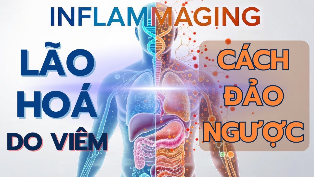 Inflammaging: Tại Sao Hệ Miễn Dịch Đang Khiến Bạn Già Nhanh Hơn?