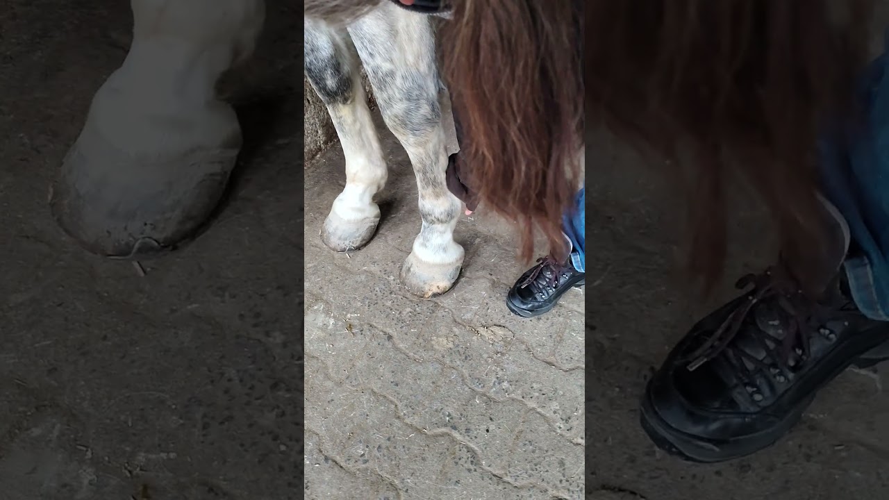 Ting Punkte Pferd vorne Yin Yang CM