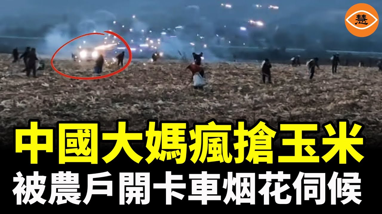 中國農民怎麼了？大爺大媽哄搶玉米風潮席捲北方
