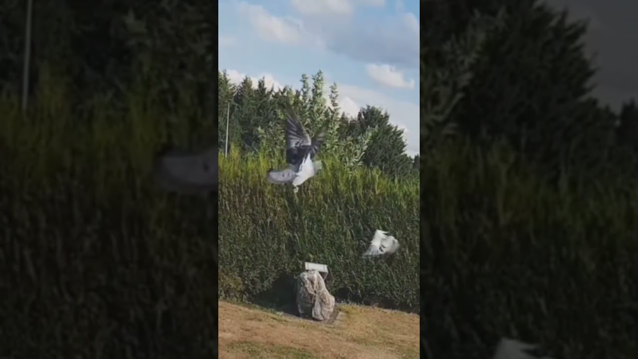 racing pigeons tips on distance racing