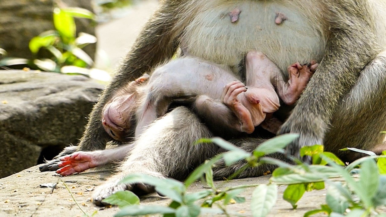 Silent gentle nature | Monkey baby Avery falls asleep silently inside mom hands
