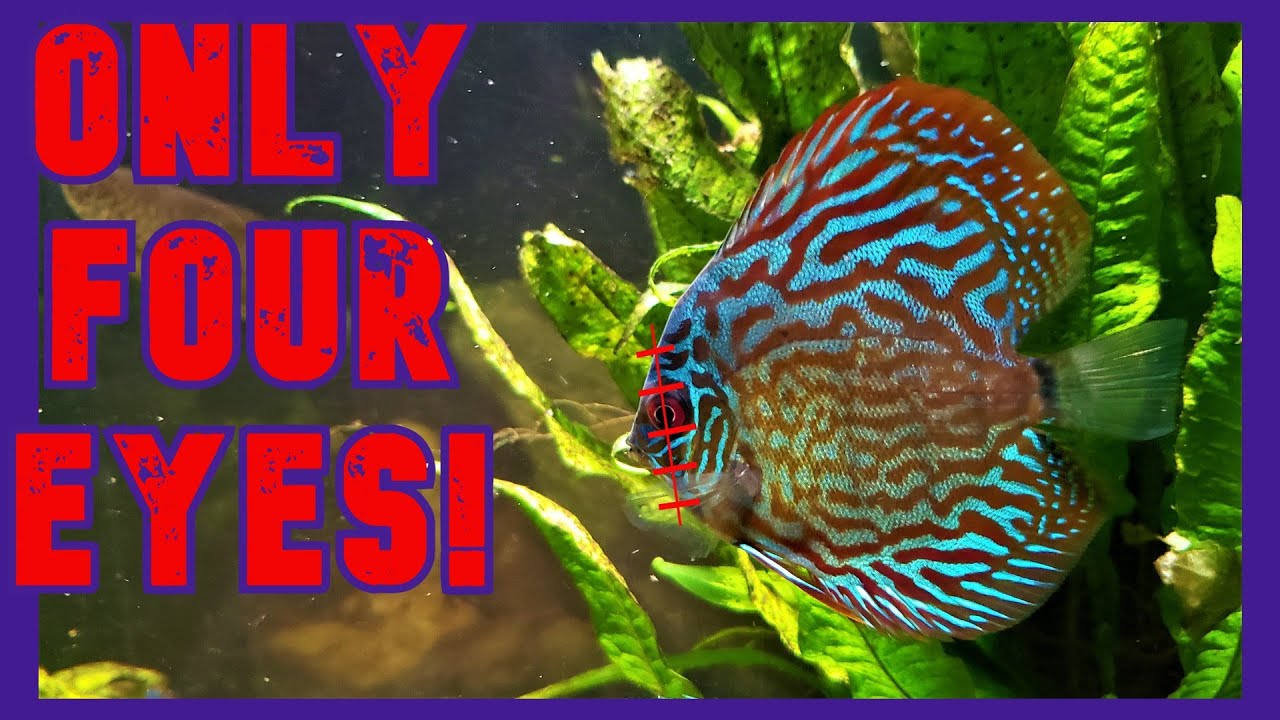 My Discus Are Stunted! (So What?)