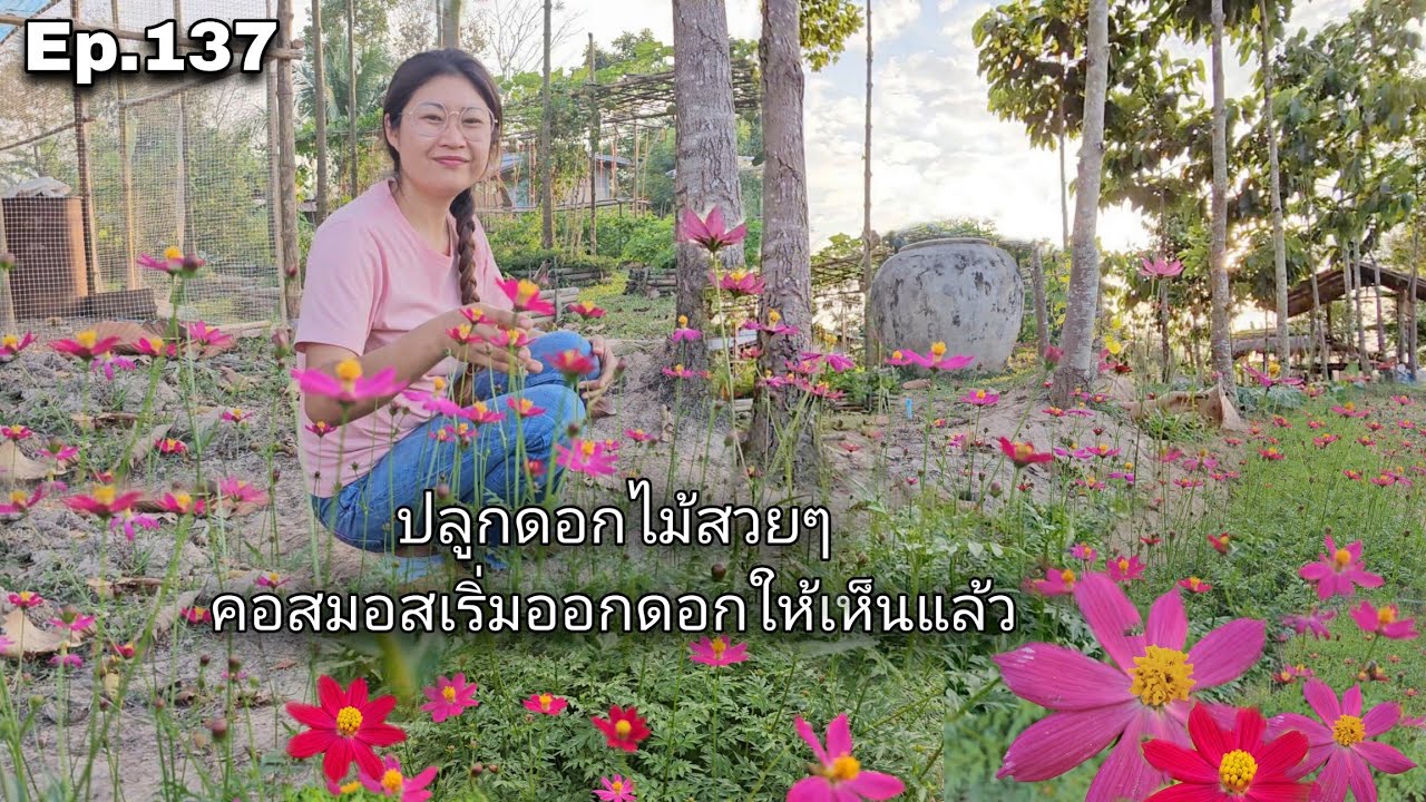 Ep.137 ปลูกดอกไม้สวยๆคอสมอสเริ่มออกดอกสวยๆให้เห็นแล้ว