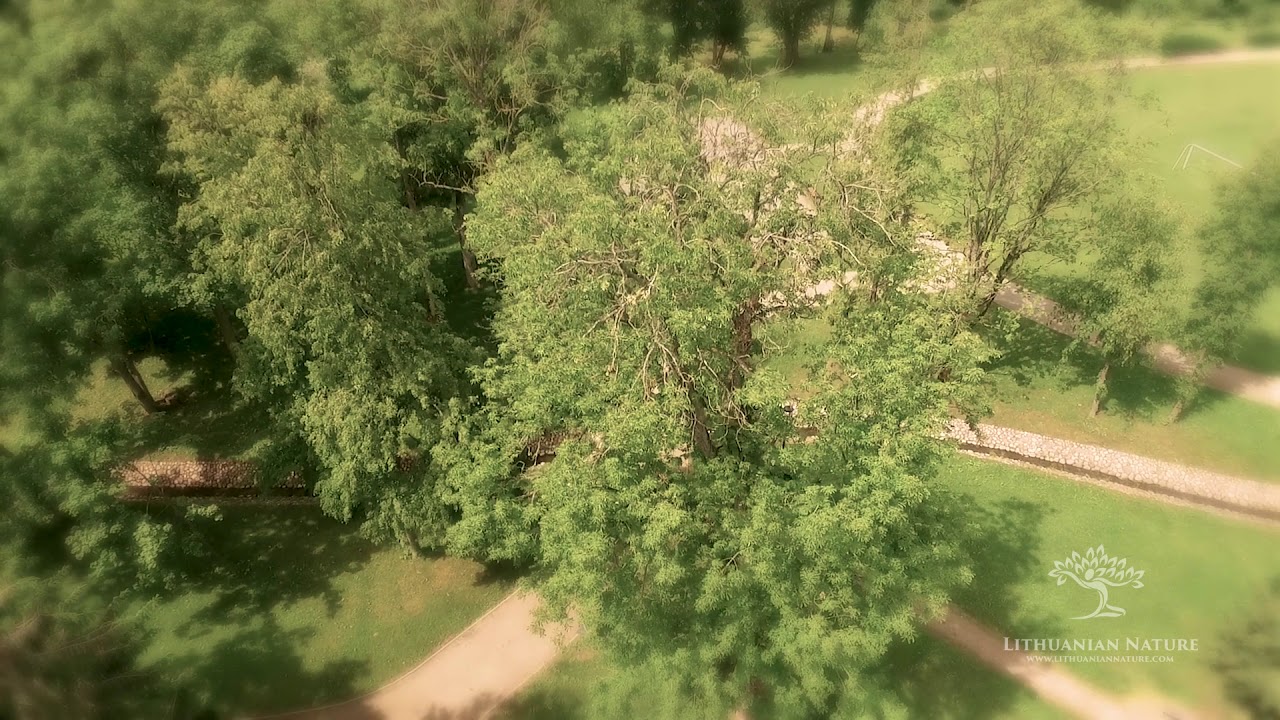 Salantų kaštonas