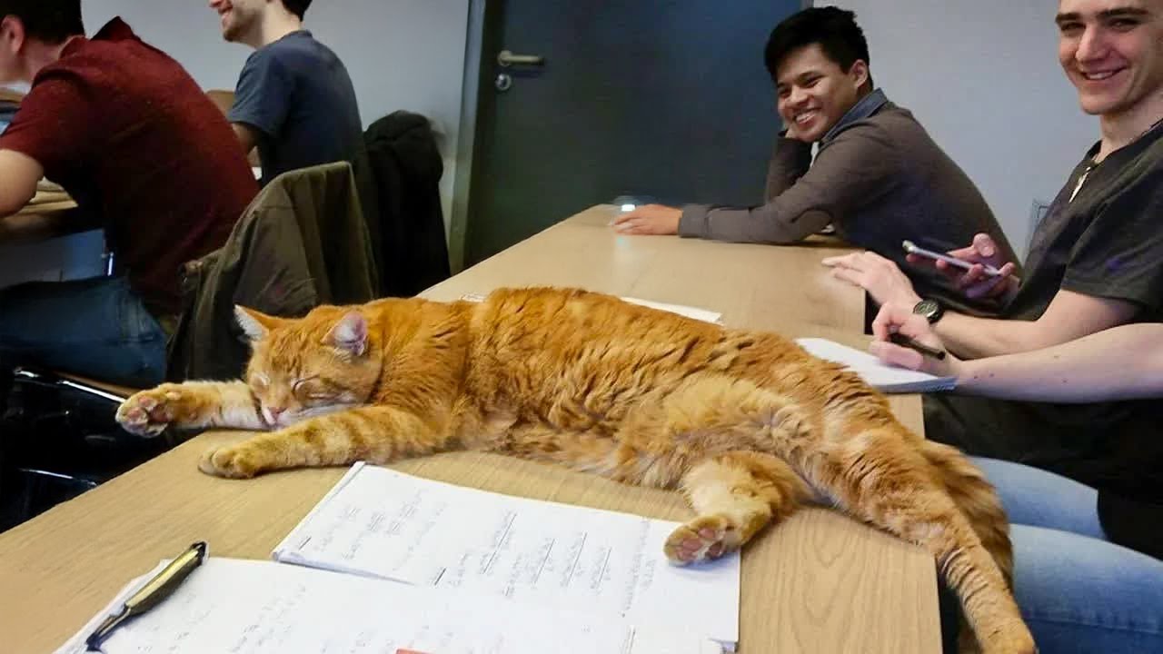 Cat showed up at the university every day for 15 Years - and became a campus legend