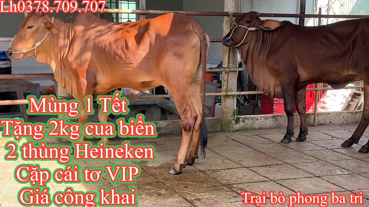 17-02.(Mùng1 Tết).Trại bò phong ba tri (2)Khai trương báo giá cặp cái tơ VIP và có quà tặng(Lộc) 