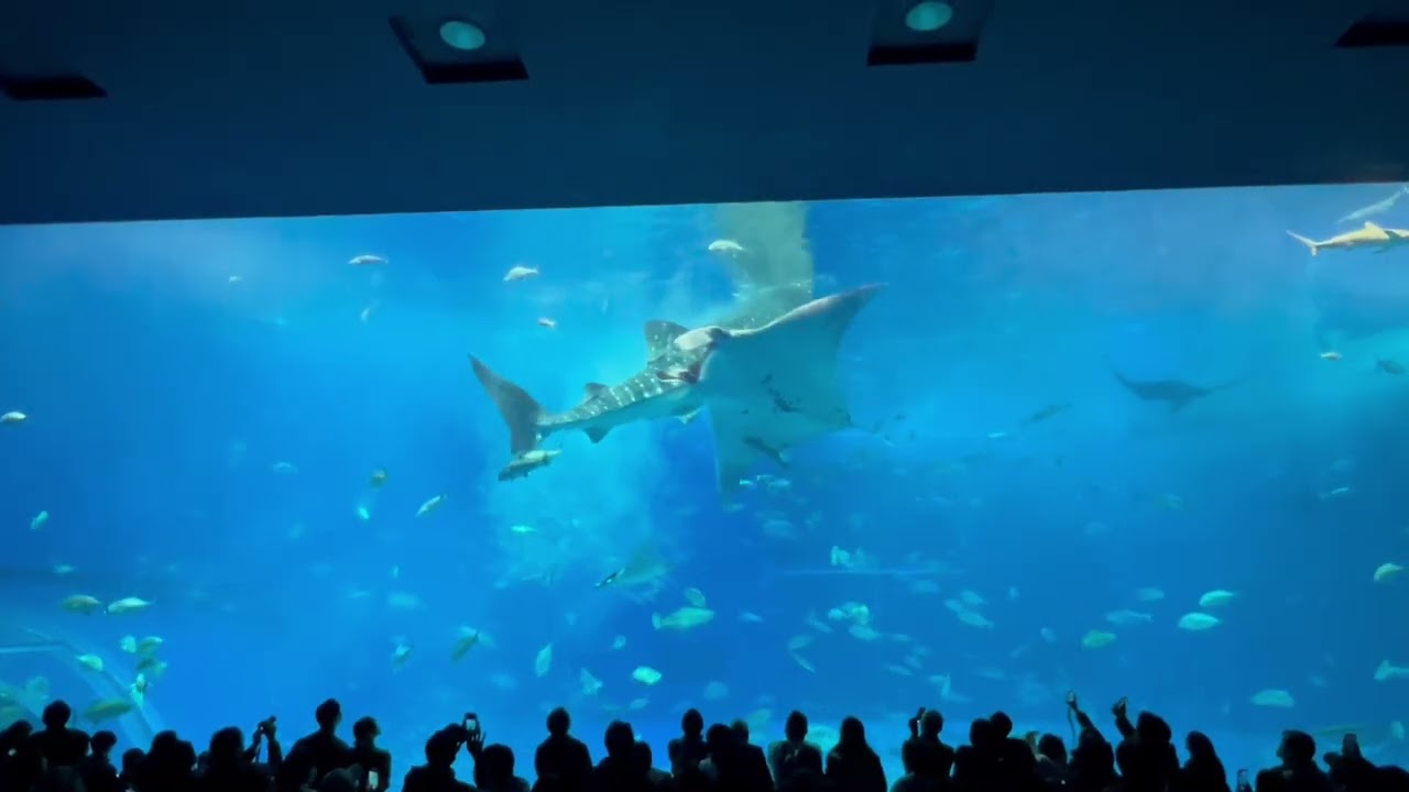 沖繩海洋博公園
