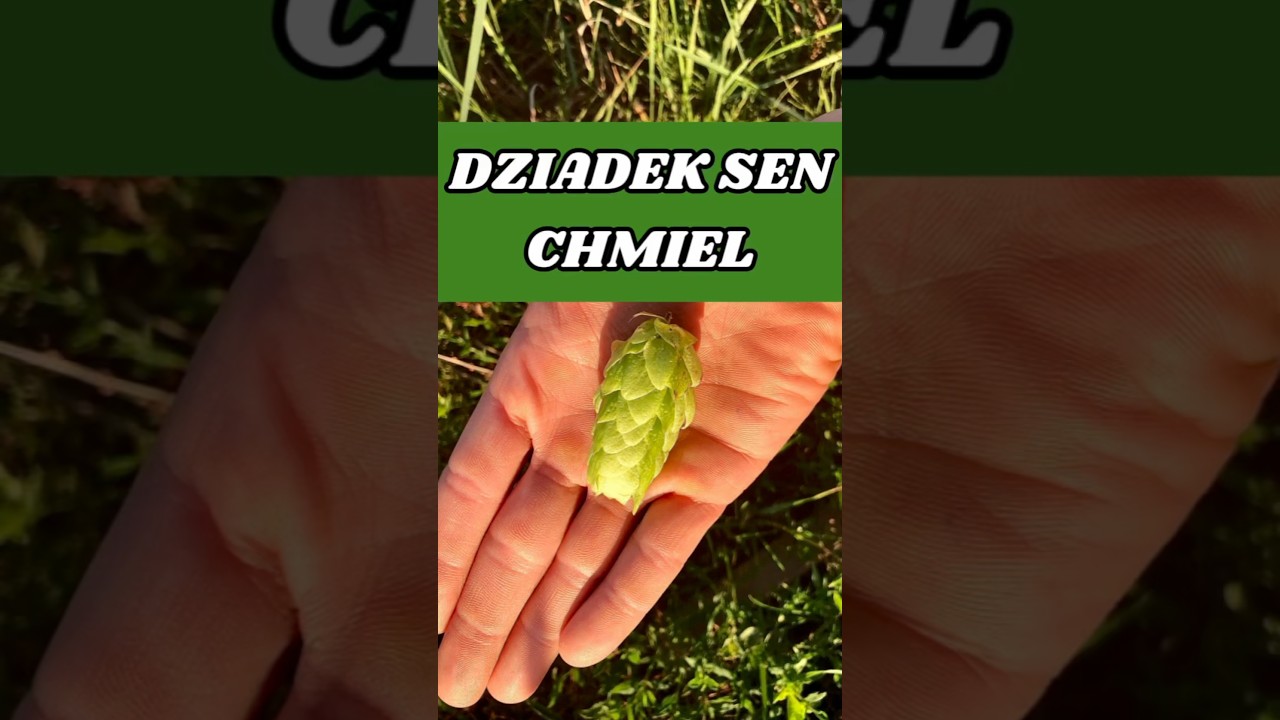 Omawiam właściwości chmielu - Humulus lupulus i jego zastosowanie poza piwowarstwem. #Natura #las