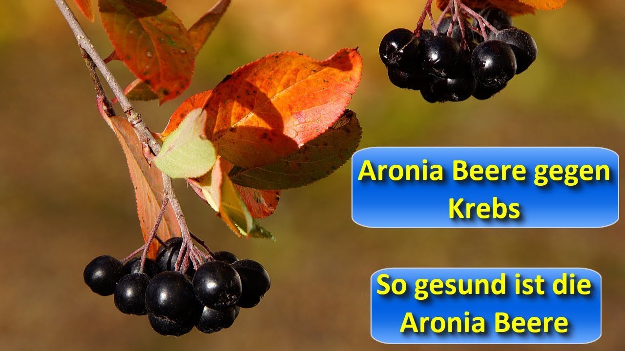 Aronia Beere gegen Krebs &ndash; So gesund ist die Aronia Beere