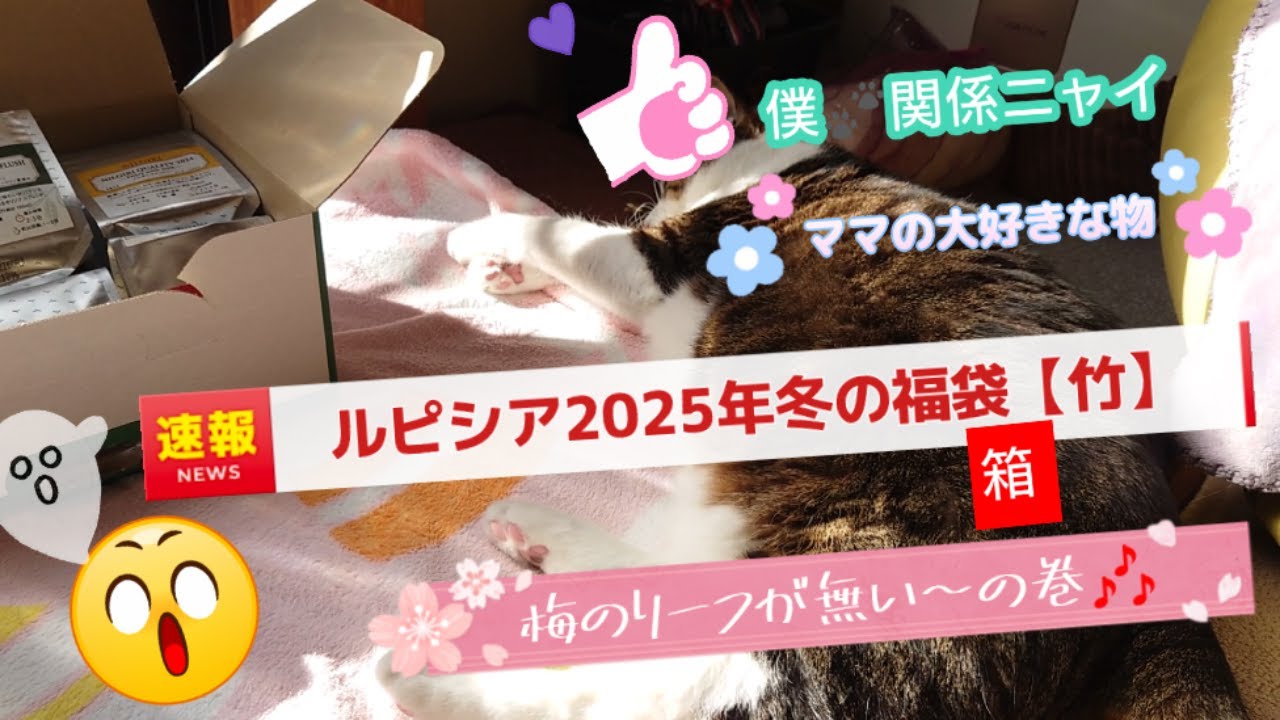 2025冬の福袋 竹【5】リーフ 紅茶（ノンフレーバード）開封！ママの好きな☕梅のリーフが無い～の巻🎶猫ちゃん動画ニャろ😹しかし今年迷った人が居ると思うからニャと🙄僕も協力しているニャが🙄良ければニャ