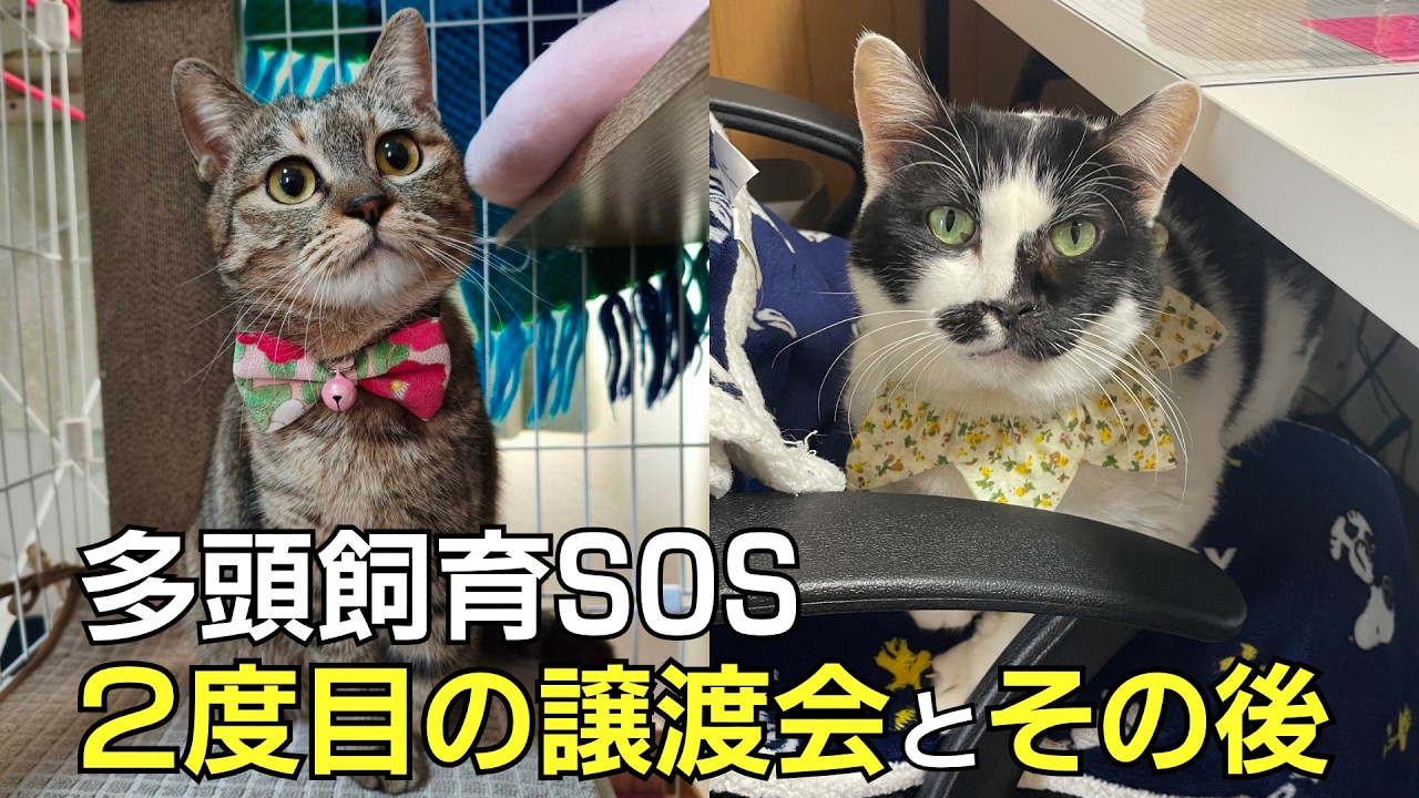 猫の保護活動破綻を受けて２回目の譲渡会開催