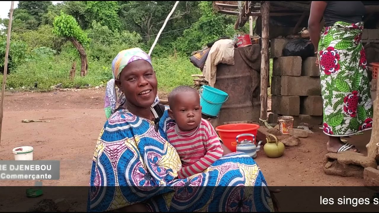 L'Habitat naturel des singes sacrés de Soko (Côte d'Ivoire) est menacé.