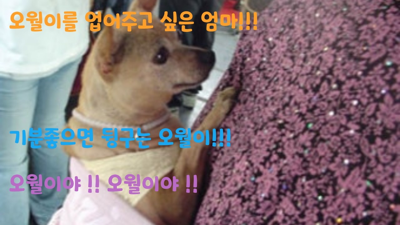 오월이가 아기 같은 엄마 #93세엄마#오월이#아가#사랑#투란누나