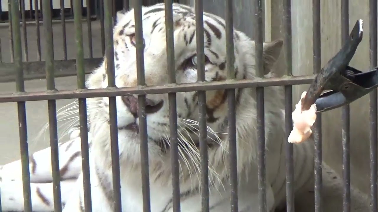 2023.6.18 宇都宮動物園☆ホワイトタイガーのアース王子とシラナミちゃんのガイド_01