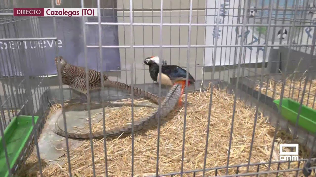 Gallinas como peluches o patos de 4 kg, entre las 1.000 aves expuestas | Ancha es Castilla-La Mancha