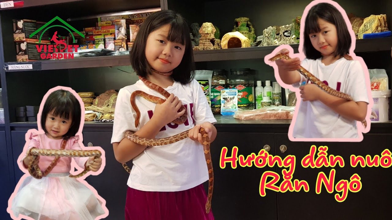 Rắn Ngô | Corn Snake | Hướng dẫn cách nuôi rắn ngô | Việt Pet Garden
