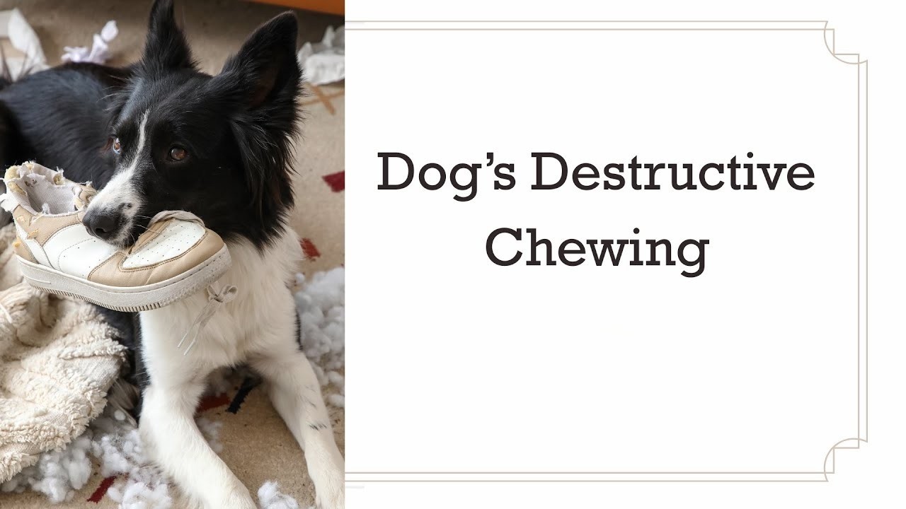 Dog's Destructive chewing | What Stops Their Destructive Chewing Behavior?