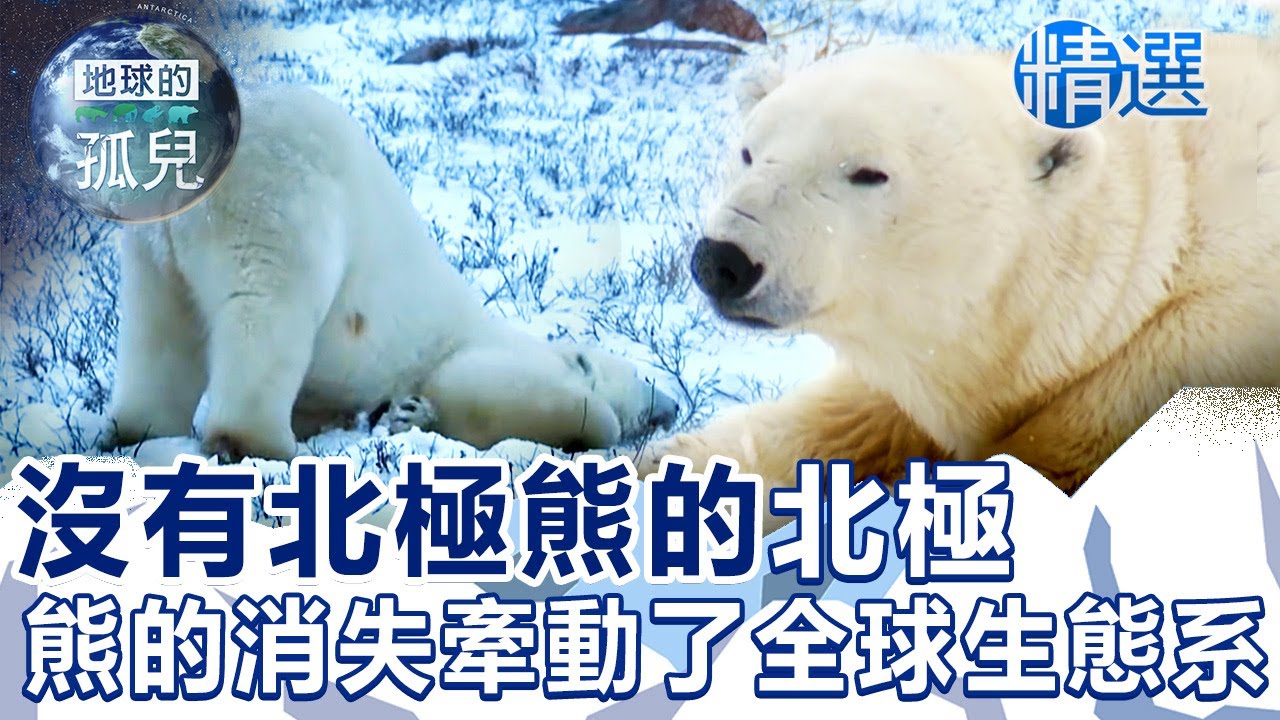 沒有北極熊的北極？熊的消失牽動了全球生態系！The Extinction of Polar Bears @1001taiwanstories