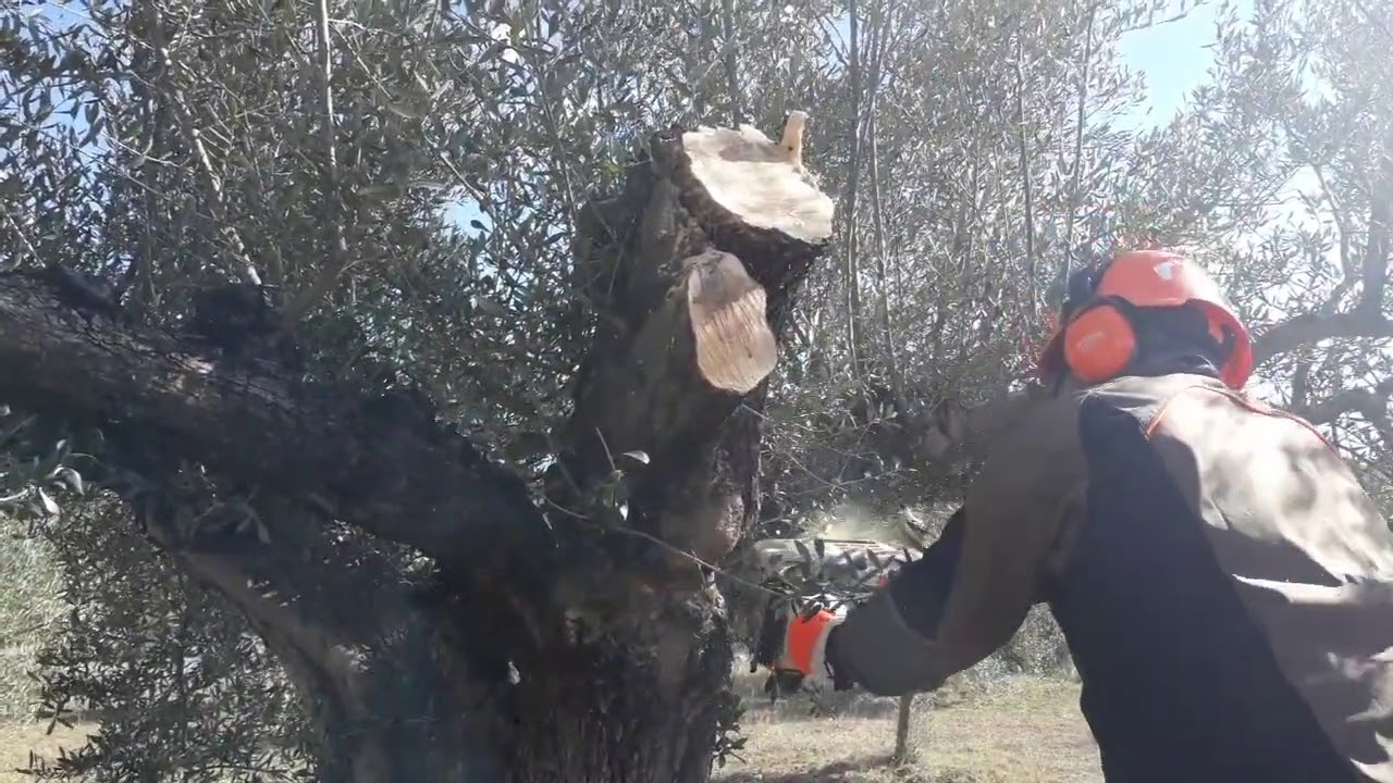 PODA OLIVO JAEN ALCAUDETE VIDEO 31