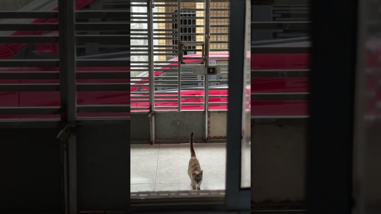 Well-Trained Cat Follows Owner's Commands