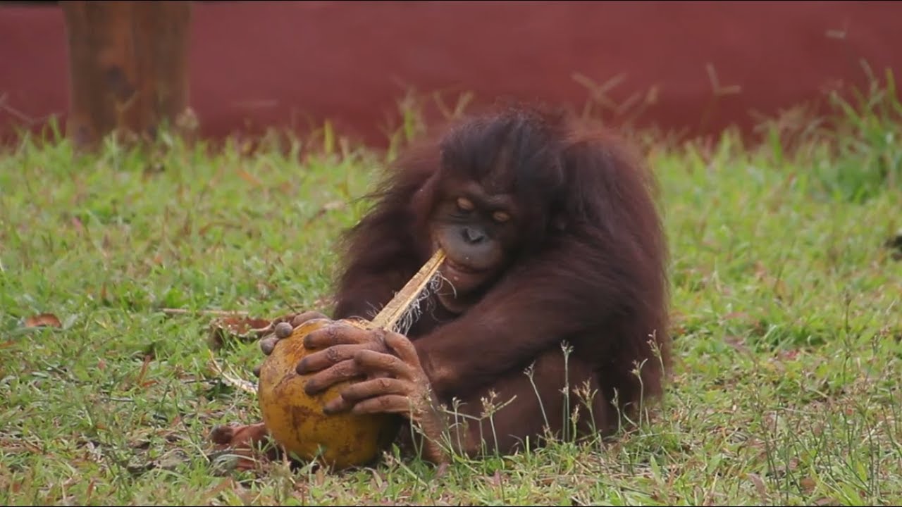 Goval The Orangutan enjoys a coconut enrichment at Bali Zoo