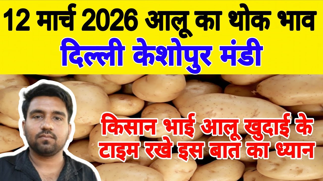 दिल्ली आलू का भाव | 🥔potato market price today | Today Potato rate | 12 March 26 #potato #Aalukebhav
